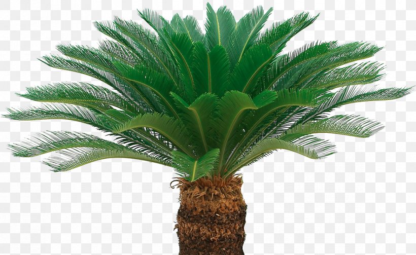 Ornamental Plant Benih Sago Palm Oil Palms Crop, PNG, 1173x720px, Ornamental Plant, Arecaceae, Arecales, Benih, Burknar Download Free