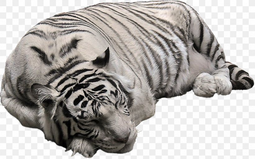 Cat White Tiger Bengal Tiger Clip Art, PNG, 1200x748px, Cat, Bengal Tiger, Big Cats, Black Tiger, Carnivoran Download Free