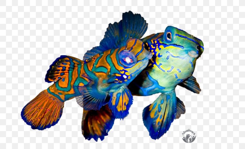 Cobalt Blue Mandarinfish Marine Biology Tropical Fish, PNG, 800x500px, Cobalt Blue, Biology, Blue, Calendar, Cobalt Download Free