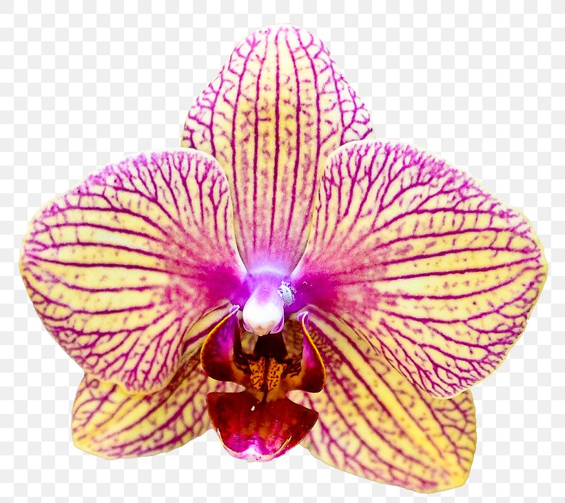 Moth Orchids Cattleya Orchids Plants Flower, PNG, 788x729px, Moth Orchids, Cattleya, Cattleya Labiata, Cattleya Orchids, Cut Flowers Download Free