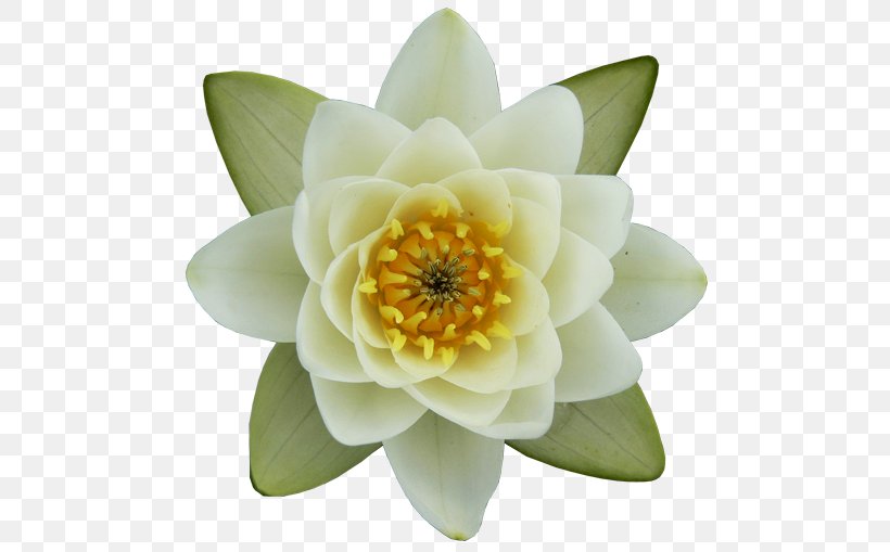 Nelumbo Nucifera Nymphaea Alba Egyptian Lotus Drawing Flower, PNG, 500x509px, Nelumbo Nucifera, Aquatic Plant, Drawing, Egyptian Lotus, Flower Download Free