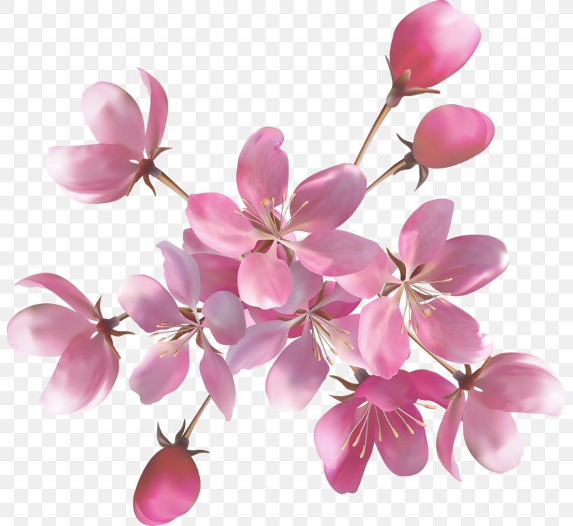 Pink Flowers Rose Desktop Wallpaper, PNG, 800x753px, Flower, Art, Blossom, Branch, Cherry Blossom Download Free