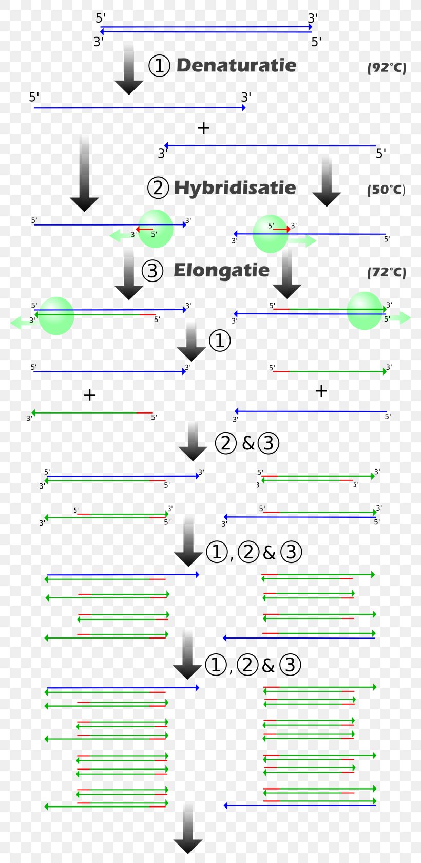 Real-time Polymerase Chain Reaction ENCODE Genetics, PNG, 800x1680px, Polymerase Chain Reaction, Area, Cloning, Diagram, Dna Download Free