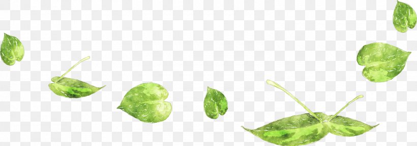 Basil Greens Leaf Vegetable Food, PNG, 1600x563px, Basil, Branch, Crop, Factory, Food Download Free