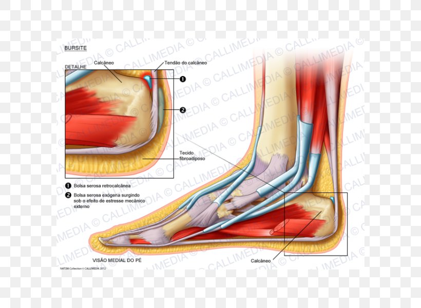 Muscle Foot Bursitis Synovial Bursa Knee, PNG, 600x600px, Watercolor, Cartoon, Flower, Frame, Heart Download Free