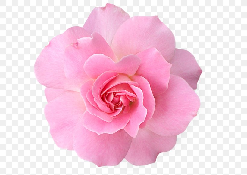 Pink Flowers Rose Clip Art, PNG, 600x584px, Pink Flowers, Camellia, China Rose, Color, Cut Flowers Download Free