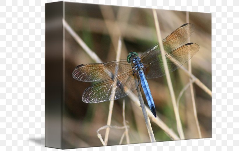Dragonfly Stock Photography, PNG, 650x518px, Dragonfly, Arthropod, Dragonflies And Damseflies, Insect, Invertebrate Download Free