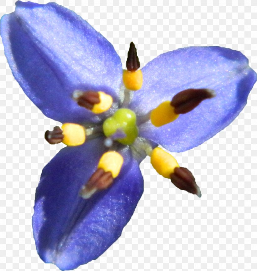 Violet Family Violaceae, PNG, 870x919px, Violet, Family, Flower, Flowering Plant, Iris Download Free