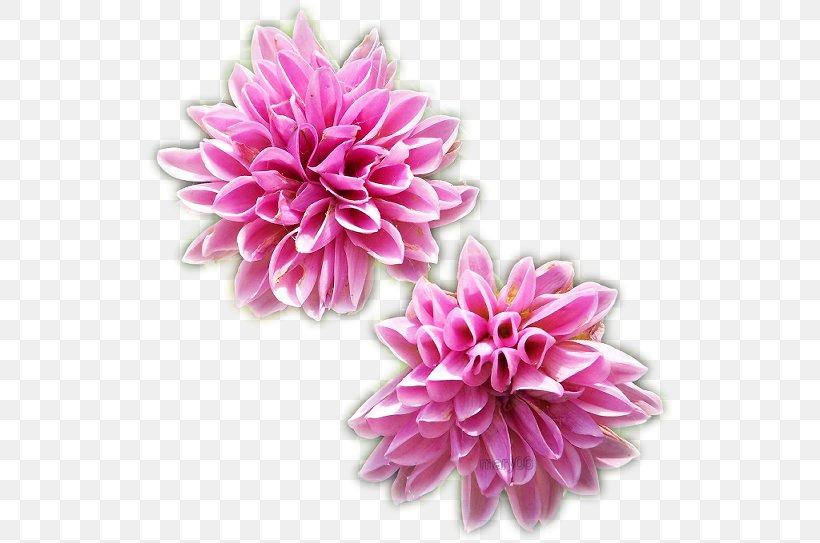 Flower Graphics Software Love, PNG, 530x543px, Flower, Arumlily, Chrysanths, Common Sunflower, Cut Flowers Download Free