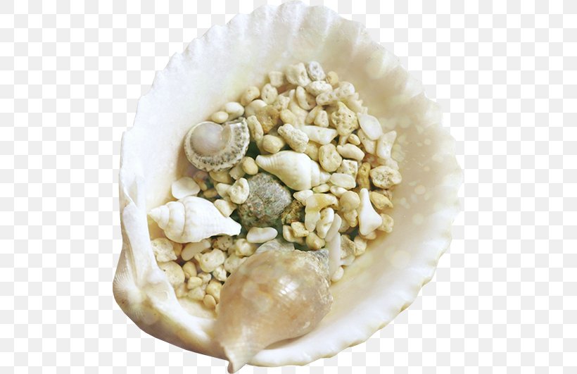 Seashell Mollusc Shell Clip Art, PNG, 500x531px, Seashell, Animation, Avatar, Clams Oysters Mussels And Scallops, Commodity Download Free