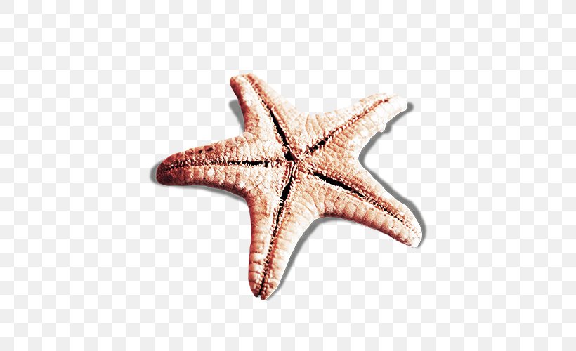 Starfish, PNG, 500x500px, Starfish, Animation, Echinoderm, Gratis, Invertebrate Download Free