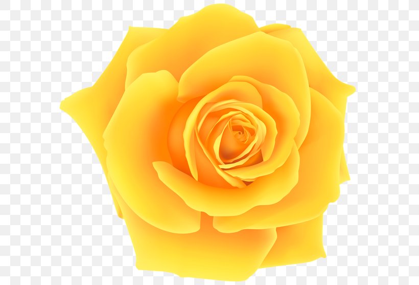 Yellow Clip Art, PNG, 600x557px, Yellow, Cut Flowers, Flower, Flowering Plant, Garden Roses Download Free