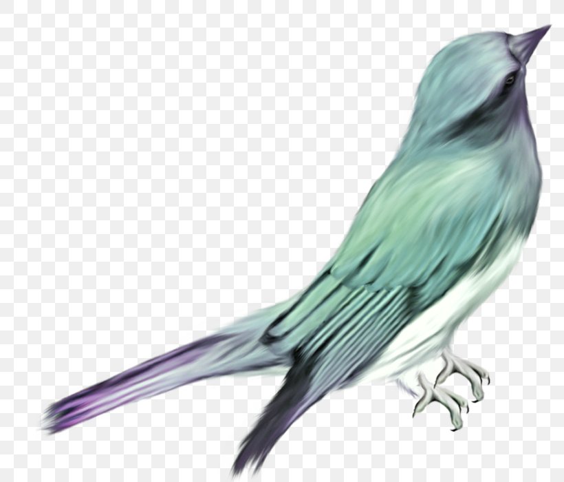 Bird Parrot Green Clip Art, PNG, 800x700px, Bird, Animal, Beak, Blue, Color Download Free