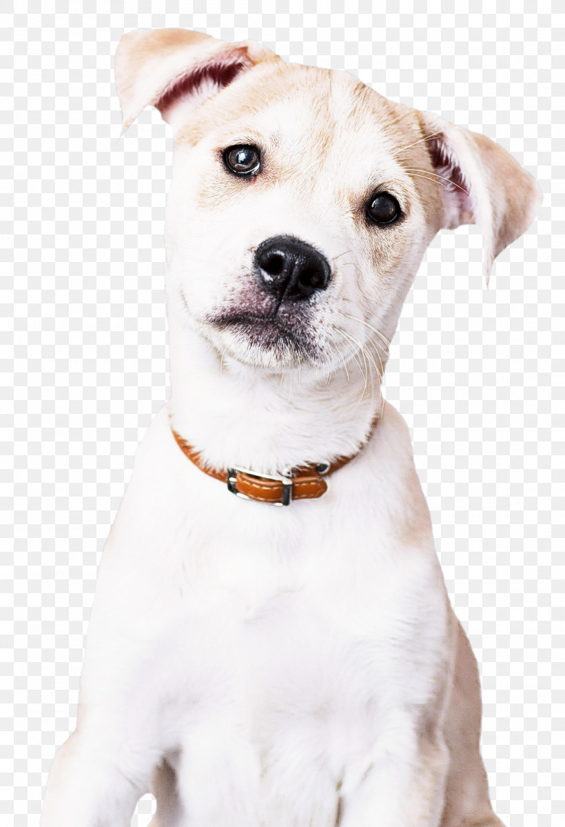 Bulldog, PNG, 1100x1609px, Puppy, Bulldog, Cat, Chihuahua, Companion Dog Download Free