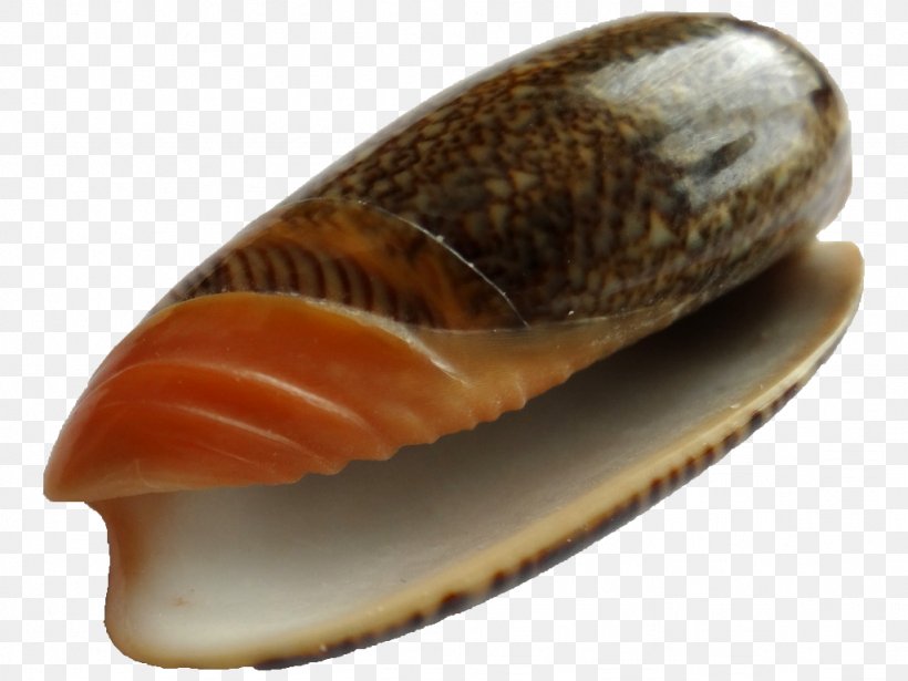 Cockle Conchology Clam Seashell Mussel, PNG, 1024x768px, Cockle, Animal Source Foods, Caracola, Clam, Clams Oysters Mussels And Scallops Download Free