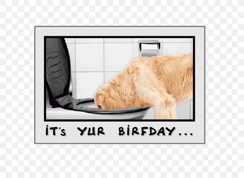 Dog Greeting & Note Cards Birthday Drink, PNG, 800x600px, Dog, Birthday, Collar, Cuteness, Dog Like Mammal Download Free