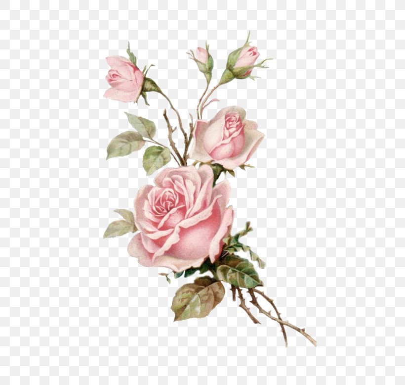 Garden Roses, PNG, 564x778px, Flower, Cut Flowers, Flowering Plant, Garden Roses, Petal Download Free