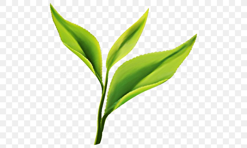 Green Tea Matcha Darjeeling Tea Tea Plant, PNG, 512x492px, Green Tea, Black Tea, Darjeeling Tea, Drink, Grass Download Free