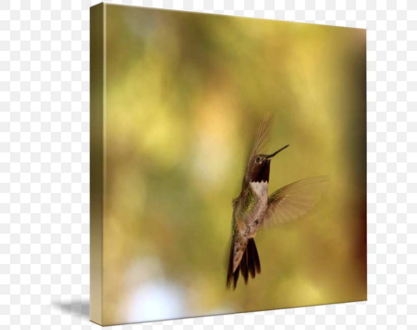 Hummingbird M Beak, PNG, 640x650px, Hummingbird M, Beak, Bird, Fauna, Hummingbird Download Free