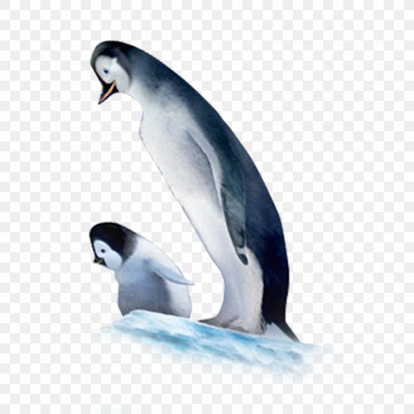 Little Penguin Animal, PNG, 1417x1417px, Penguin, Animation, Beak, Bird, Fauna Download Free