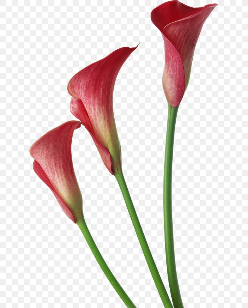 Arum-lily Flower Clip Art, PNG, 625x1017px, Arum Lily, Alismatales, Artificial Flower, Arum, Arum Family Download Free