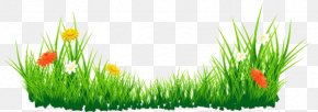 Flower - Flower Clip Art PNG