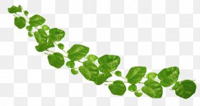 Leaf - Leaf Plant Stem Clip Art PNG