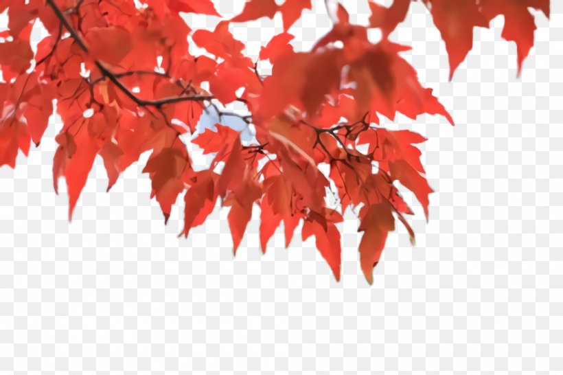 Maple Leaf, PNG, 2000x1332px, Tree, Black Maple, Flower, Flowering Plant, Leaf Download Free