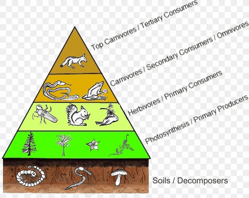 Trophic Food Pyramid