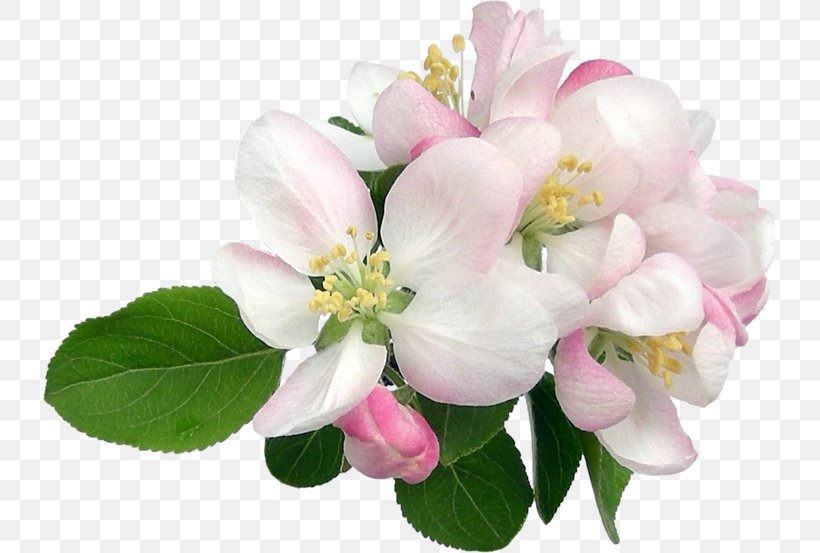 Watercolor Pink Flowers, PNG, 733x553px, Flower, Apples, Blossom, Bouquet, Branch Download Free