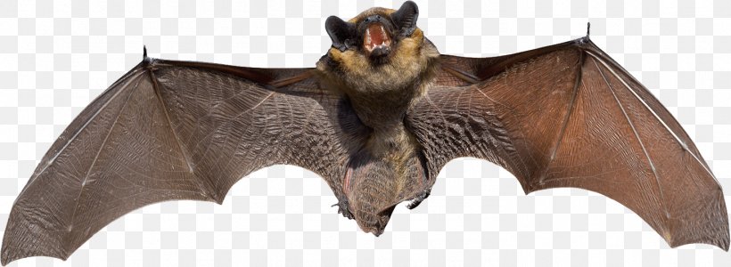 Wing Bat, PNG, 1477x541px, Bat, Animal, Animal Control And Welfare Service, Animal Figure, Big Brown Bat Download Free