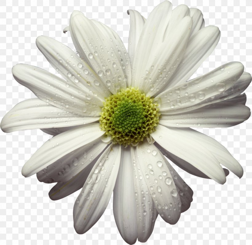 Animation Tenor Gfycat, PNG, 1200x1167px, Animation, Aster, Black And White, Chrysanths, Cut Flowers Download Free