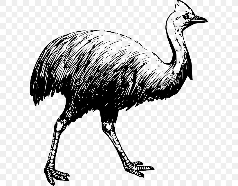 Bird Southern Cassowary Emu Clip Art, PNG, 613x640px, Bird, Beak, Black And White, Cassowary, Coloring Book Download Free