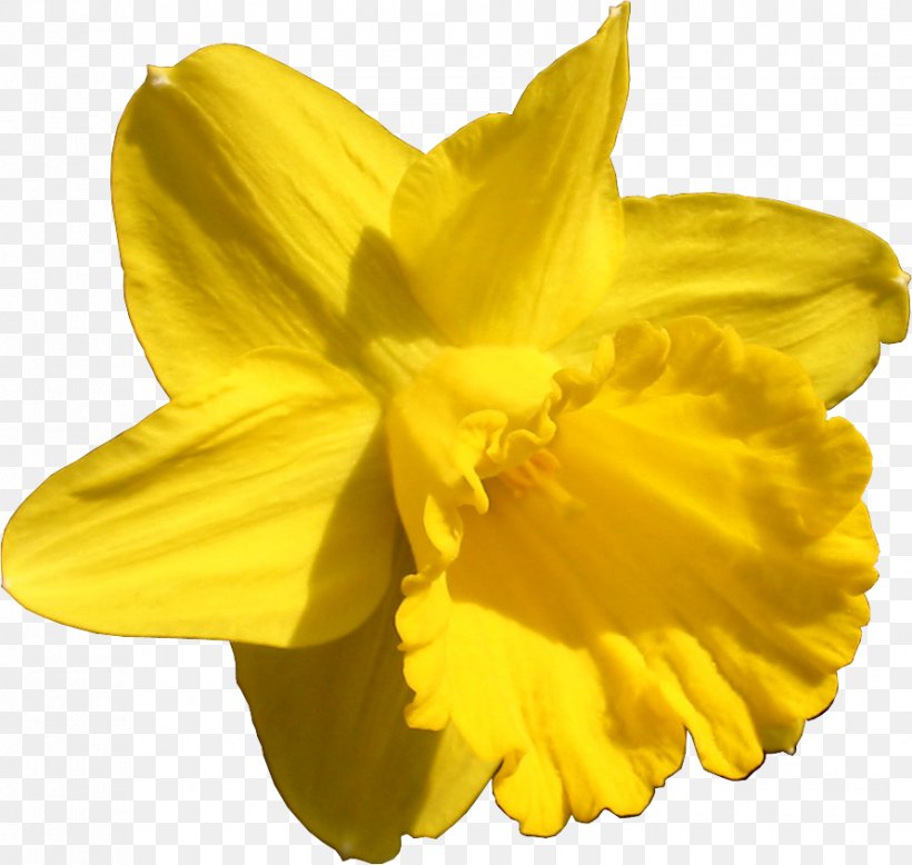 Daffodil Flower Ornamental Plant Desktop Wallpaper Desktop Metaphor, PNG, 891x846px, Daffodil, Amaryllis Family, Beauty, Blume, Copper Download Free