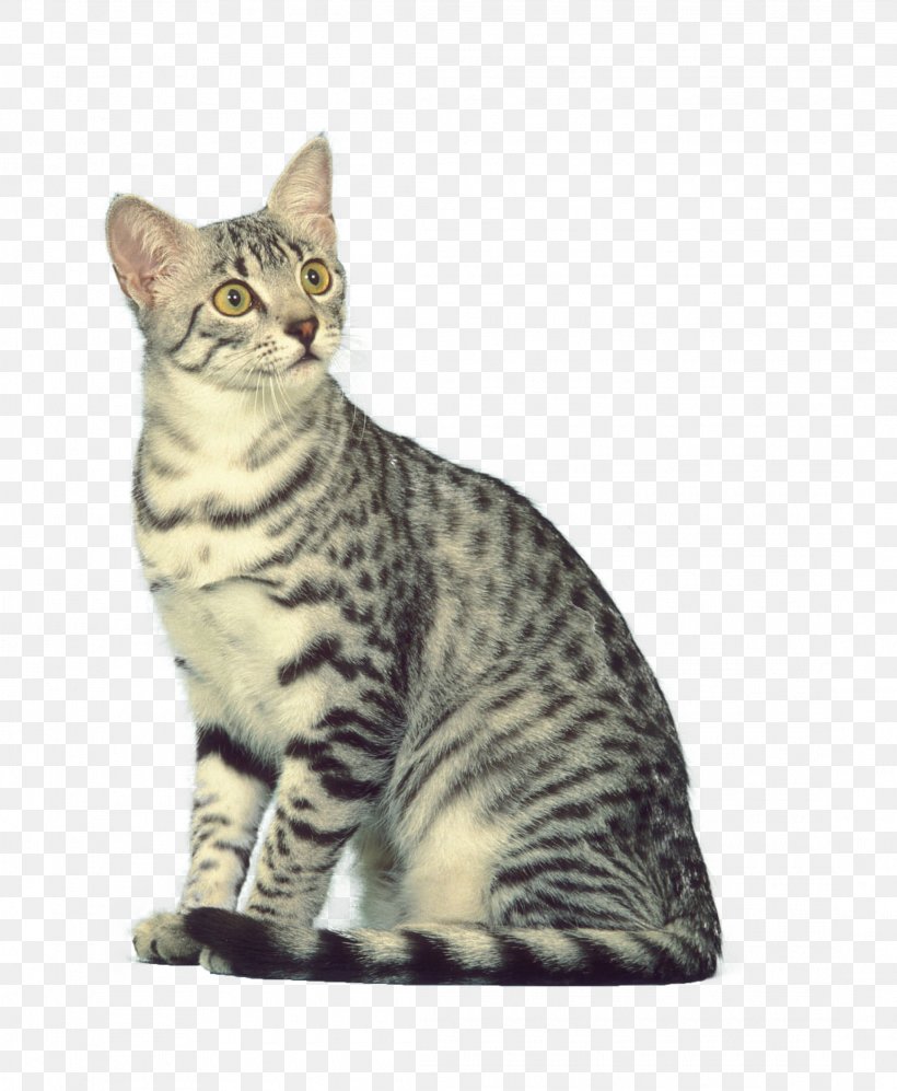 Dragon Li American Shorthair American Bobtail California Spangled Toyger, PNG, 2185x2657px, Dragon Li, American Bobtail, American Shorthair, American Wirehair, Asian Download Free