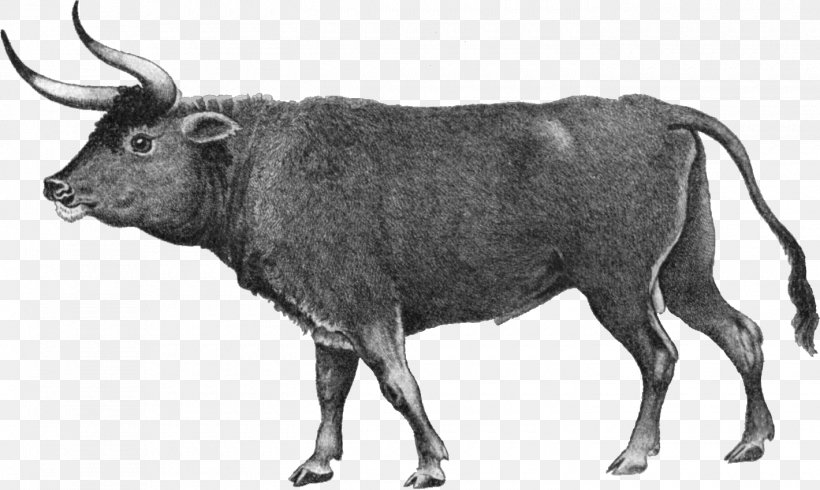 Heck Cattle Normande Jersey Cattle Aurochs Breed, PNG, 1420x850px, Heck Cattle, Animal Figure, Aurochs, Bison, Black And White Download Free