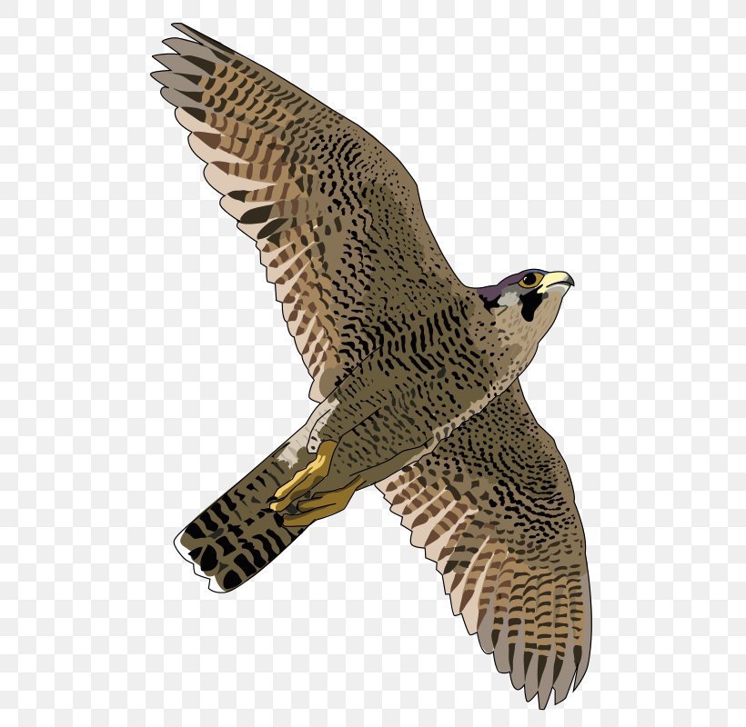 Peregrine Falcon Clip Art, PNG, 522x800px, Falcon, Beak, Bird, Bird Of Prey, Display Resolution Download Free
