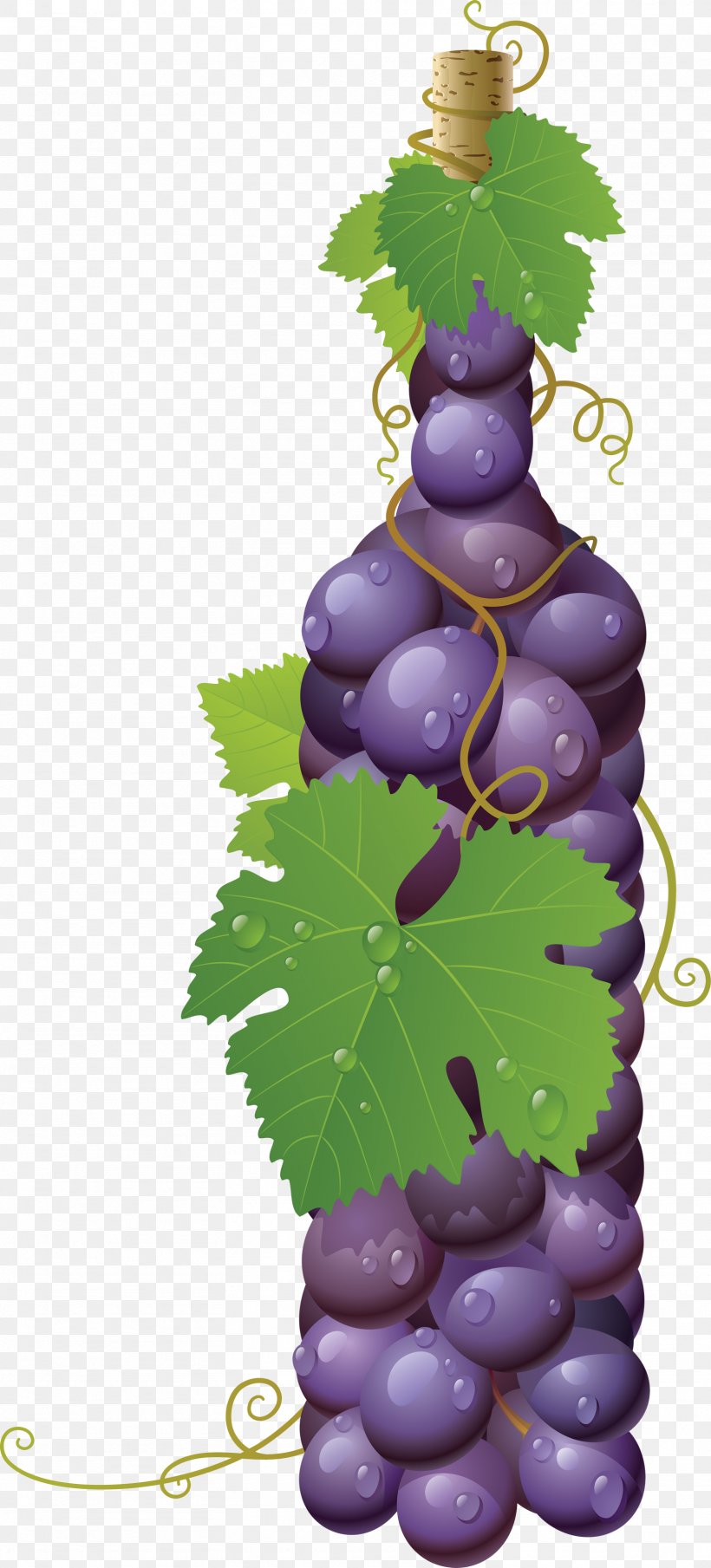 Common Grape Vine Wine Must, PNG, 1615x3563px, Wine, Common Grape Vine, Flowering Plant, Food, Fruit Download Free
