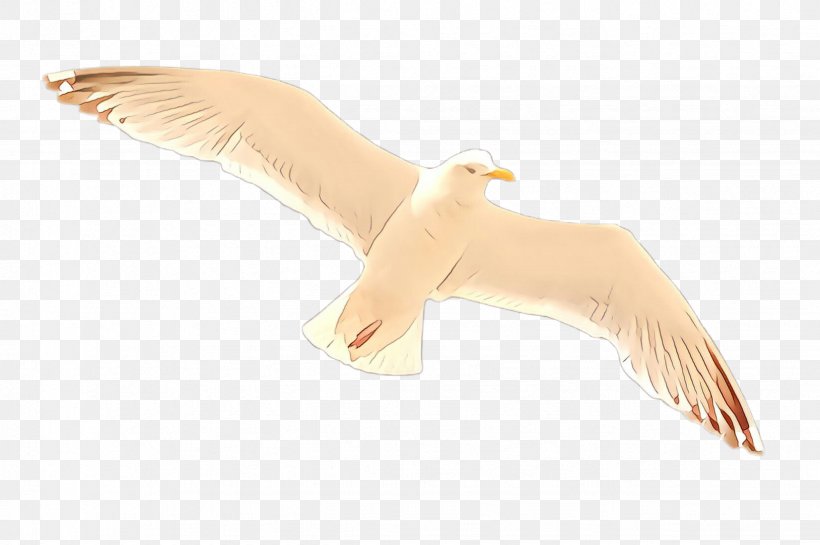 Feather, PNG, 2452x1632px, Cartoon, Beak, Bird, European Herring Gull, Feather Download Free