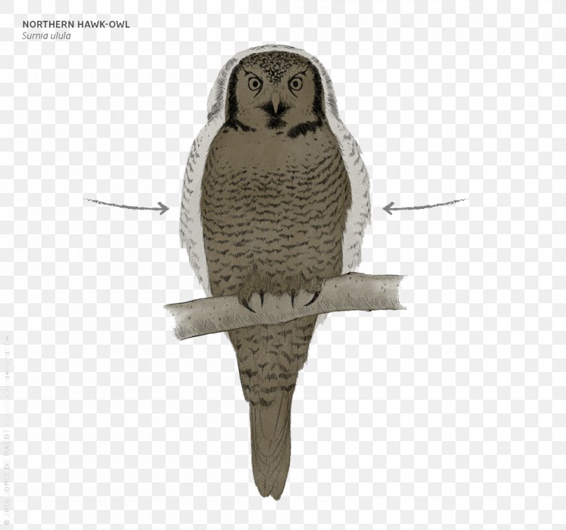 Great Grey Owl, PNG, 1000x939px, Owl, Beak, Bird, Bird Of Prey, Eagle Download Free