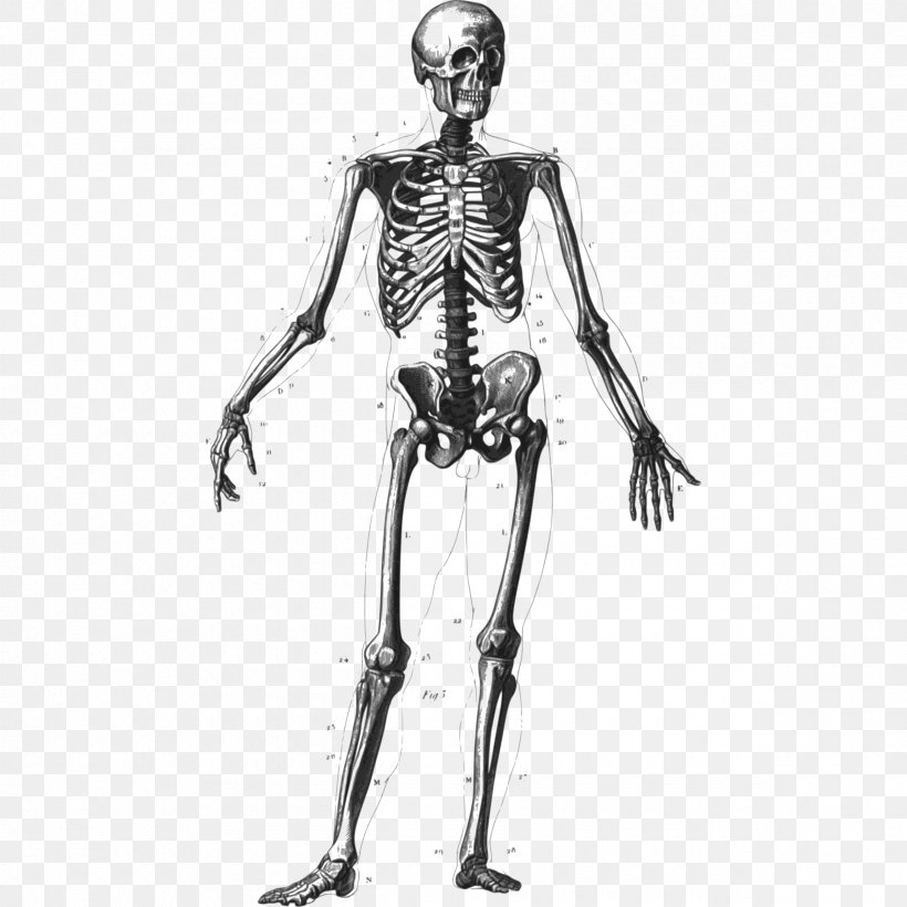 Human Skeleton Bone Human Body Homo Sapiens Anatomy, PNG, 2400x2400px, Watercolor, Cartoon, Flower, Frame, Heart Download Free