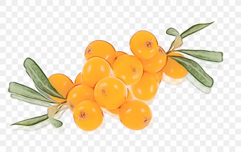 Plant Flower Fruit Food Hippophae, PNG, 1074x682px, Watercolor, Flower, Food, Fruit, Hippophae Download Free