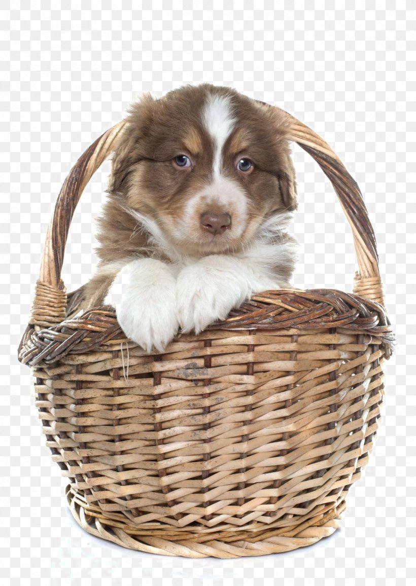 Australian Shepherd Border Collie Old English Sheepdog Puppy Kitten, PNG, 1100x1551px, Australian Shepherd, Basket, Border Collie, Canidae, Carnivoran Download Free