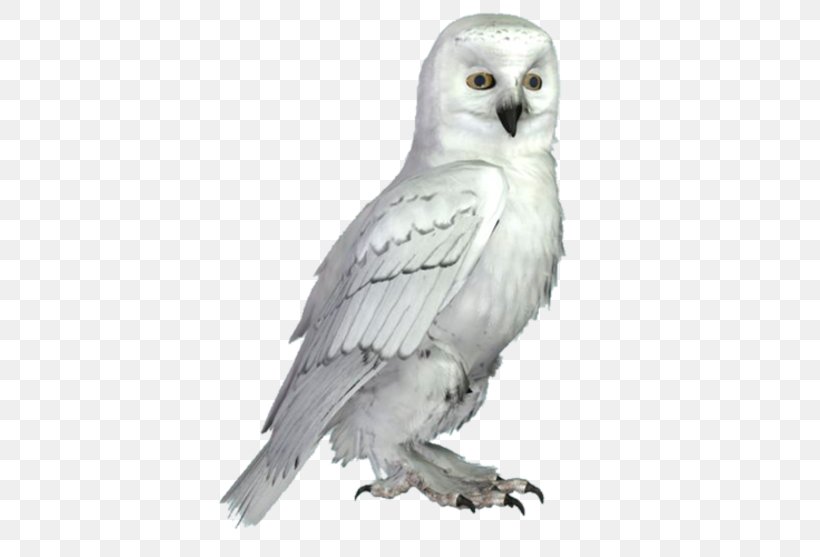 Little Owl Bird Snowy Owl Tawny Owl, PNG, 557x557px, Owl, Athene, Barn Owl, Beak, Bird Download Free