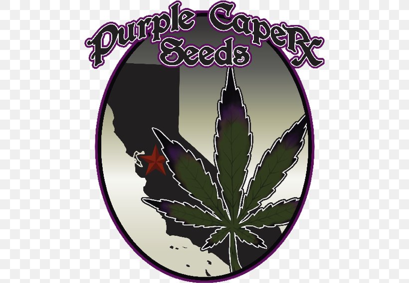 Seed Bank Autoflowering Cannabis White Widow Seed Company, PNG, 482x568px, Seed Bank, Autoflowering Cannabis, Cannabis, Cannabis Sativa, Crop Yield Download Free