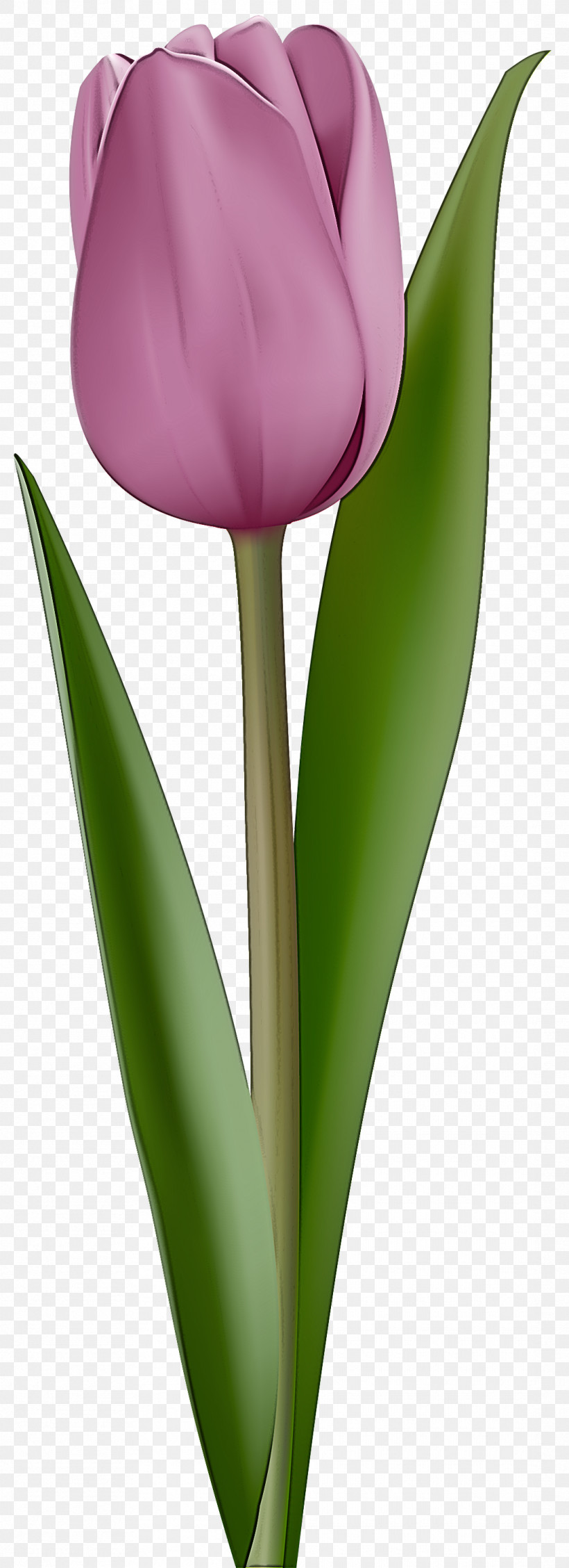 Tulip Flower Plant Petal Leaf, PNG, 1090x3000px, Tulip, Cut Flowers, Flower, Leaf, Lily Family Download Free