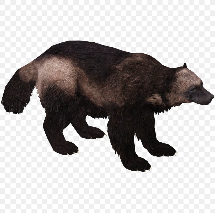 Wolverine Brown Bear American Black Bear, PNG, 814x814px, Wolverine, American Black Bear, Animal, Bear, Brown Bear Download Free