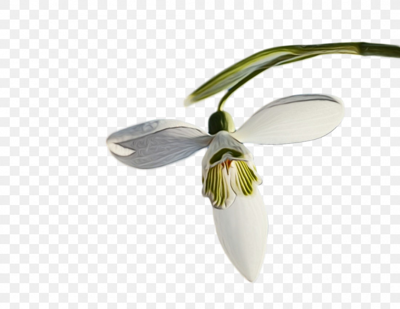 Flower Snowdrop Galanthus M Plants Biology, PNG, 1102x851px, Watercolor, Biology, Flower, Galanthus M, Paint Download Free
