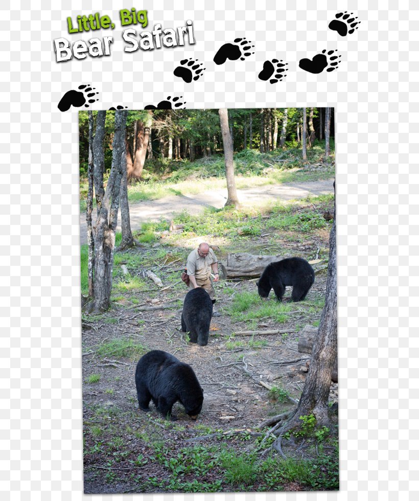 American Black Bear Brunswick Parish Little Big Bear Safari Giant Panda, PNG, 640x980px, American Black Bear, Bear, Brunswick Parish, Canada, Carnivoran Download Free