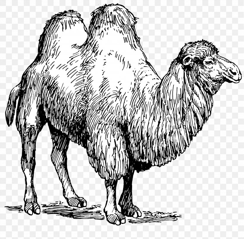 Dromedary Bactrian Camel Pig Fiber Clip Art, PNG, 2907x2860px, Dromedary, Animal, Animal Fiber, Arabian Camel, Bactrian Camel Download Free